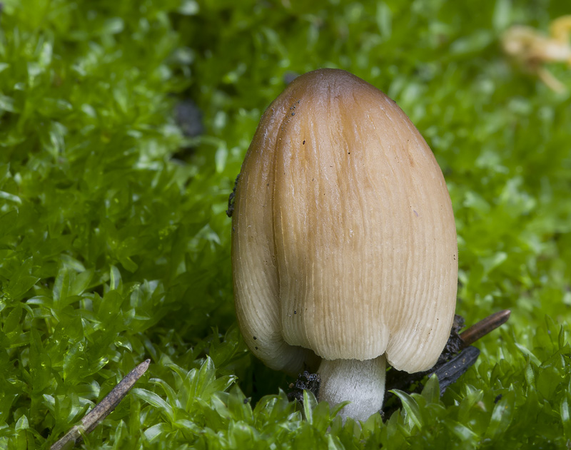 Coprinellus angulatus